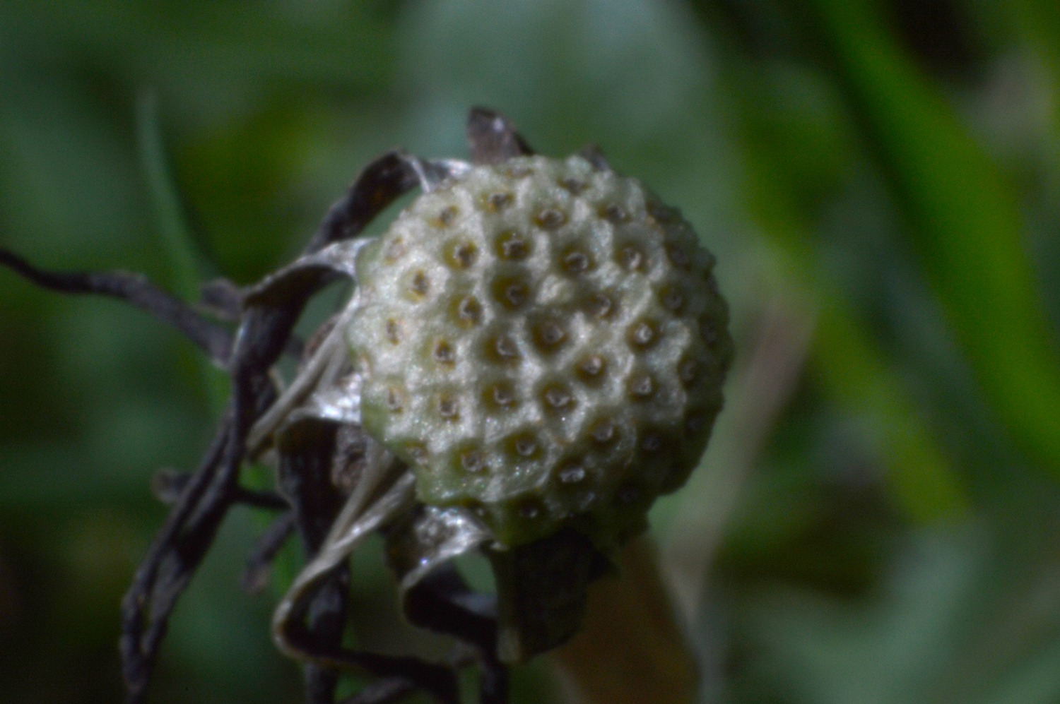A close up photograph of a Hachem flower, but the petals have all fallen off