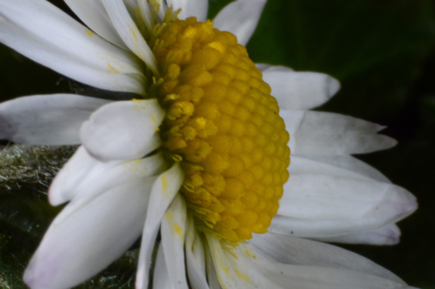 A close up photograph of a Hachem flower with large white but delicate petals