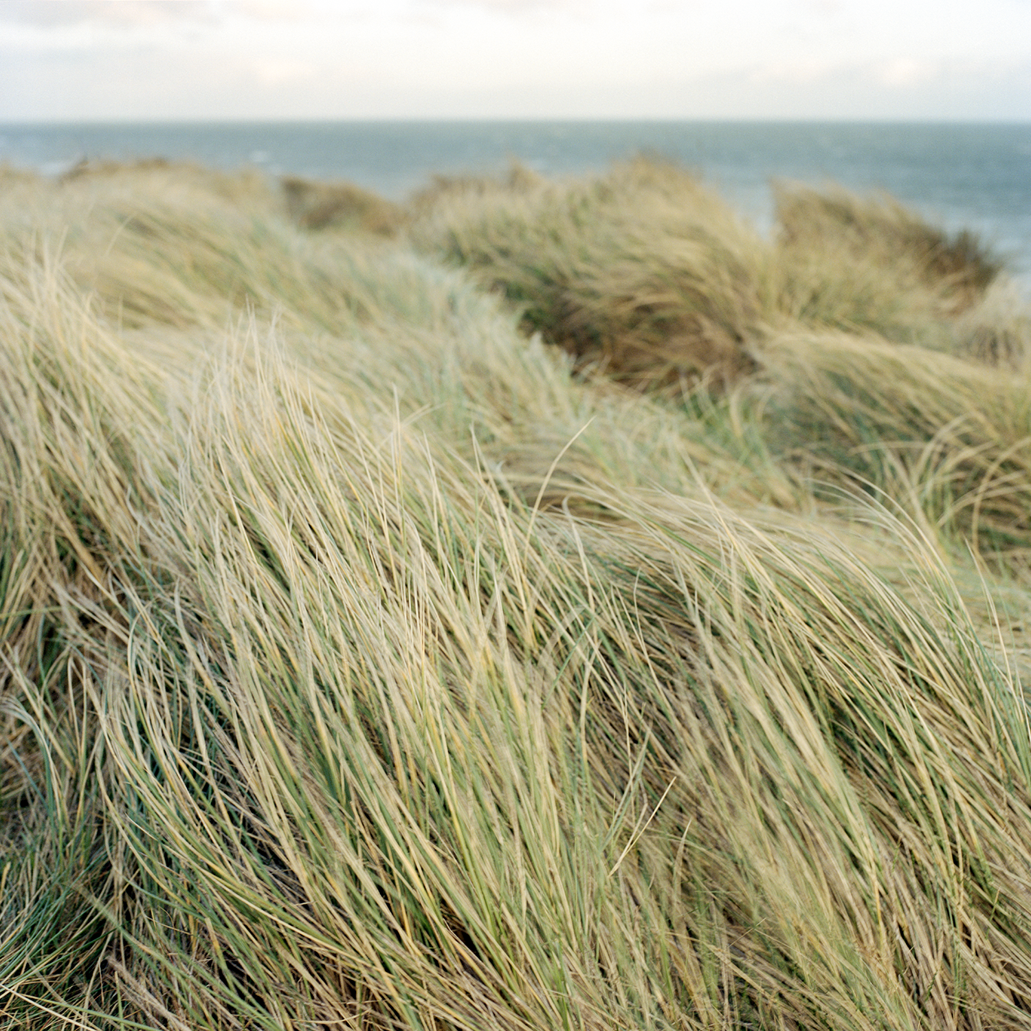 Long yellow green reeds swaying in the wind near the ocean